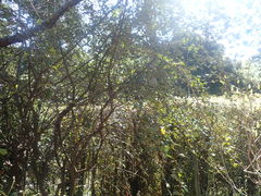 Cotoneaster harrovianus