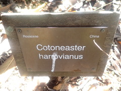 Cotoneaster harrovianus