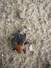 Ectrichodia crux