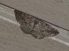 Pterospoda nigrescens