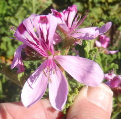 Pelargonium panduriforme