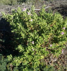 Pelargonium panduriforme