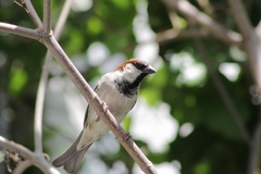 Passer domesticus