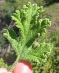 Pelargonium panduriforme