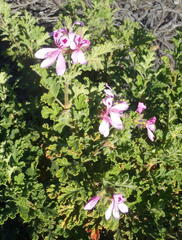Pelargonium panduriforme