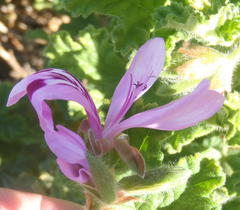 Pelargonium panduriforme