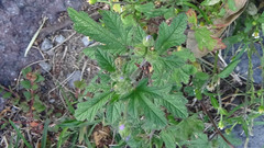 Fuertesimalva limensis