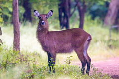 Kobus ellipsiprymnus defassa