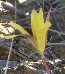 Romulea austinii