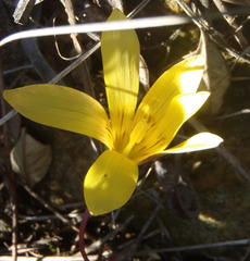 Romulea austinii