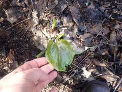 Cardiocrinum giganteum
