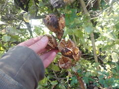 Cardiocrinum giganteum