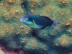 Thalassoma jansenii
