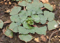 Trapa natans bispinosa