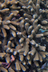 Porites cylindrica