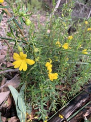 Hibbertia hypericoides hypericoides