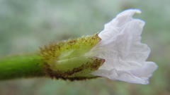 Trapa natans bispinosa