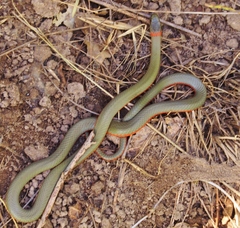 Diadophis punctatus vandenburgii