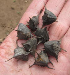 Trapa natans bispinosa