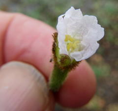 Trapa natans bispinosa