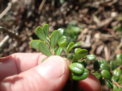 Vaccinium delavayi