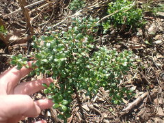 Vaccinium delavayi