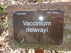 Vaccinium delavayi