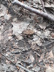 Bufo bufo
