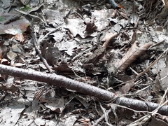 Bufo bufo