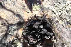 Xanthoparmelia hottentotta