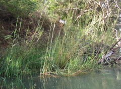 Phragmites mauritianus