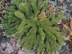 Acropora abrotanoides image