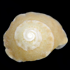 Bellastraea squamifera