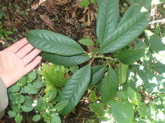 Ilex kingiana