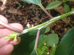 Ilex kingiana