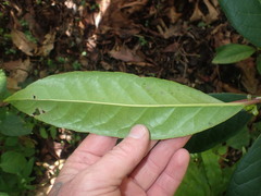 Ilex kingiana