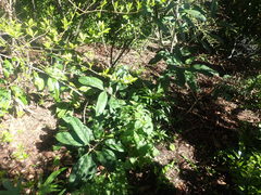 Ilex kingiana