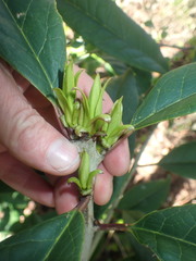 Ilex kingiana