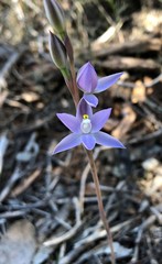 Thelymitra alcockiae