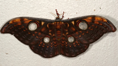 Antheraea celebensis