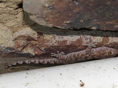 Chondrodactylus turneri