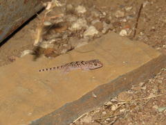 Chondrodactylus turneri
