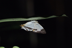 Cyrestis whitmei