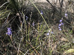 Thelymitra alcockiae
