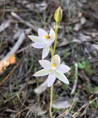 Thelymitra alcockiae