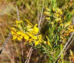 Dillwynia floribunda