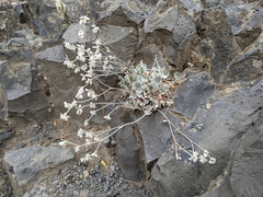 Eriogonum niveum