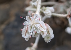 Eriogonum niveum