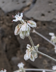 Eriogonum niveum