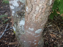 Sorbus forrestii